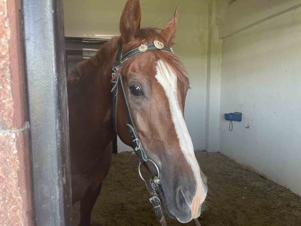 At yarışması Düzenlendi Malazgirt'te