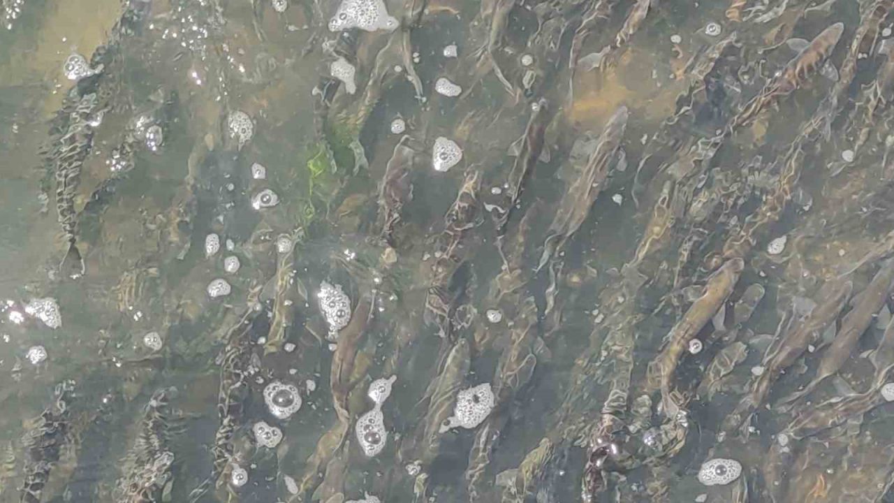 İnci kefalinin yumurta bırakmak için 23 kilometrelik serüveni