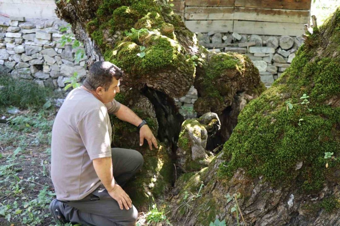 Erzurum'da 300 yıllık dut ağacında dikkat çeken detay