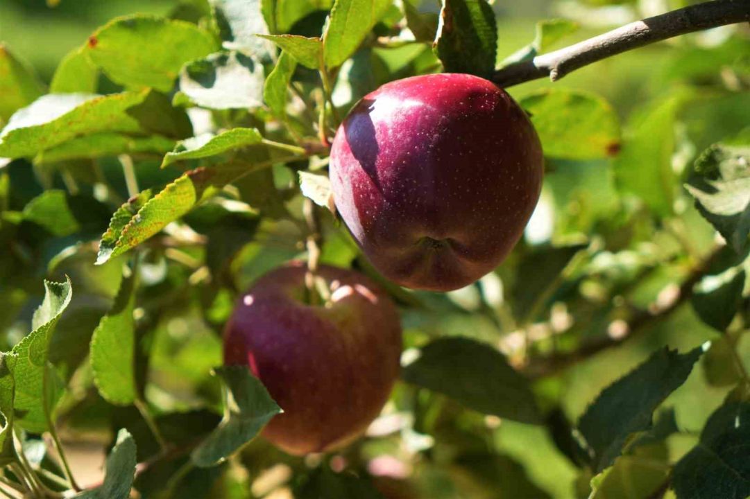 Muş’ta elma hasadından 100 milyon liralık gelir bekleniyor