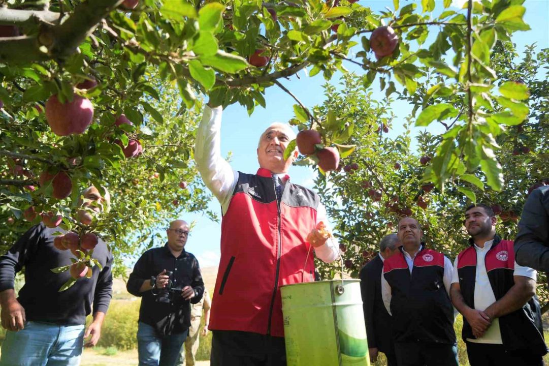 Muş’ta elma hasadından 100 milyon liralık gelir bekleniyor