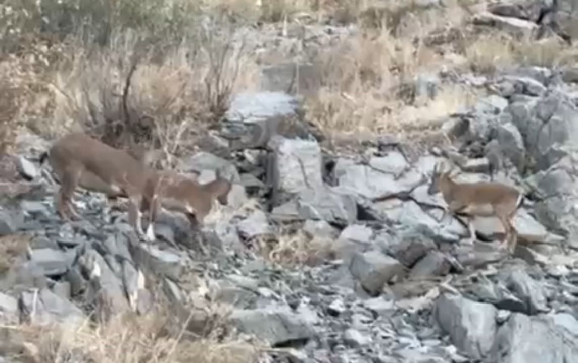 Hakkari'de yavru dağ keçilerinin tatlı çekişmesi kamerada