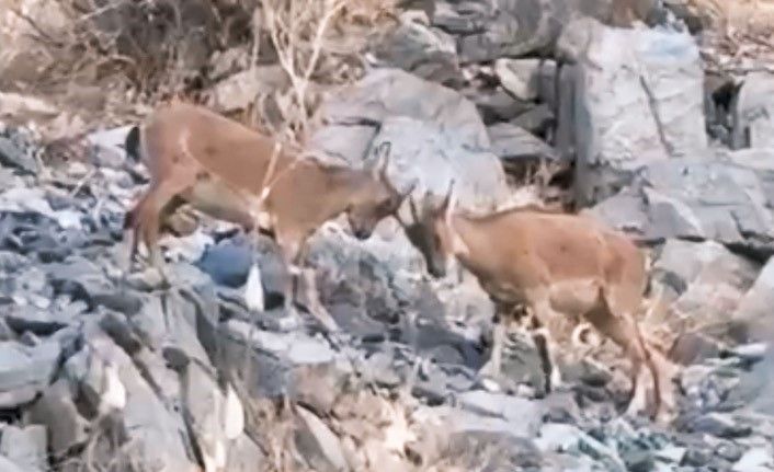 Hakkari'de yavru dağ keçilerinin tatlı çekişmesi kamerada