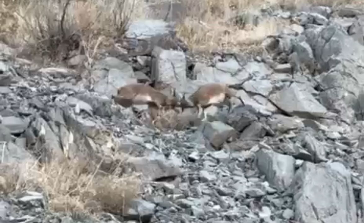 Hakkari'de yavru dağ keçilerinin tatlı çekişmesi kamerada