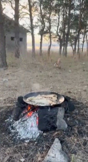 Kars’ta tilkiler yerleşim yerlerinde cirit atıyor