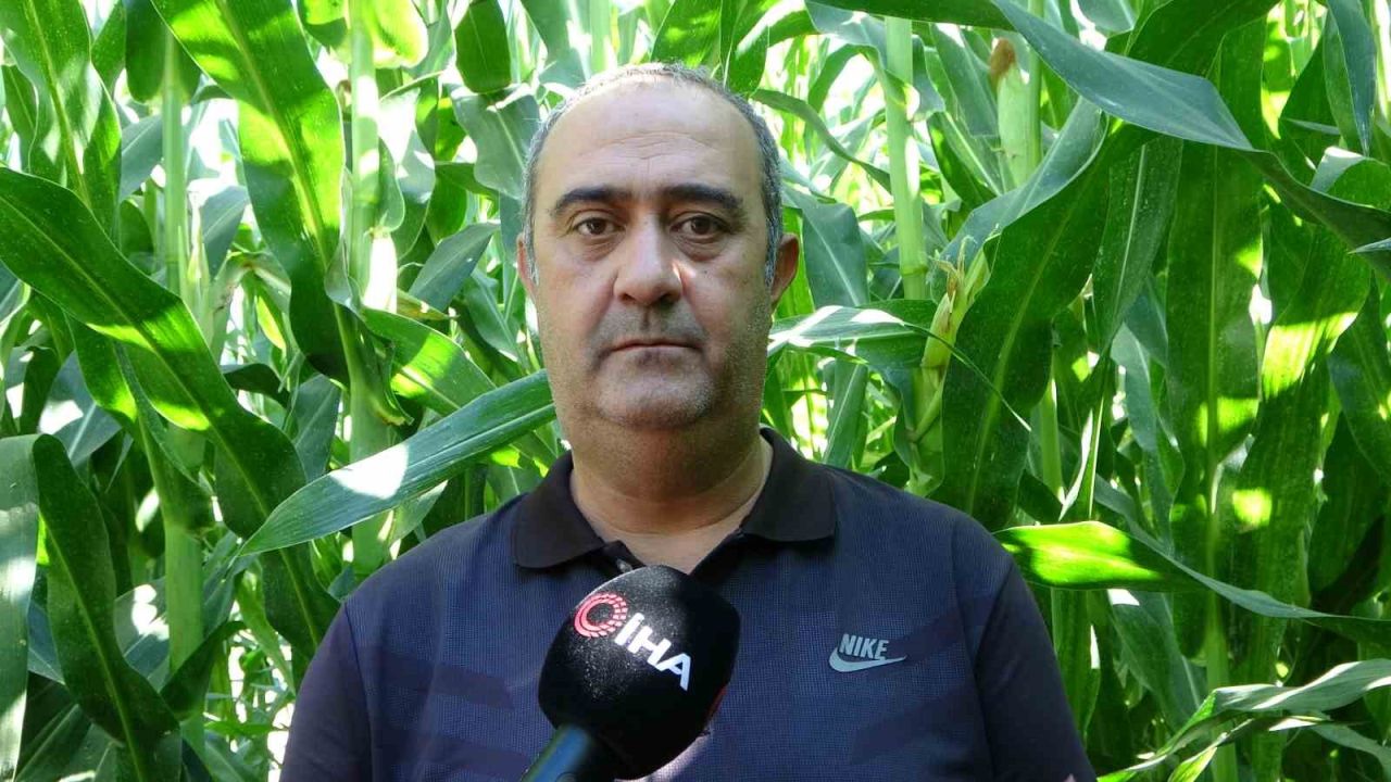 Tarım Lisesi Öğrencileri silajlık mısır hasadına başladı