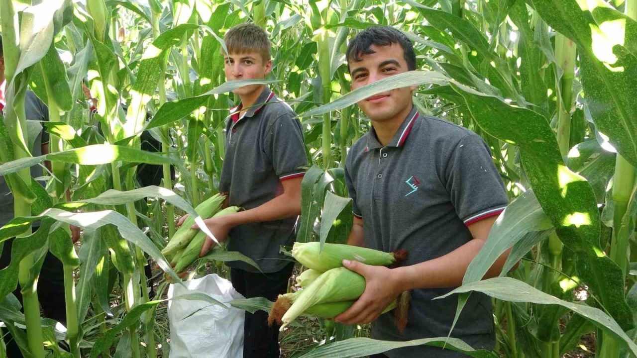 Tarım Lisesi Öğrencileri silajlık mısır hasadına başladı
