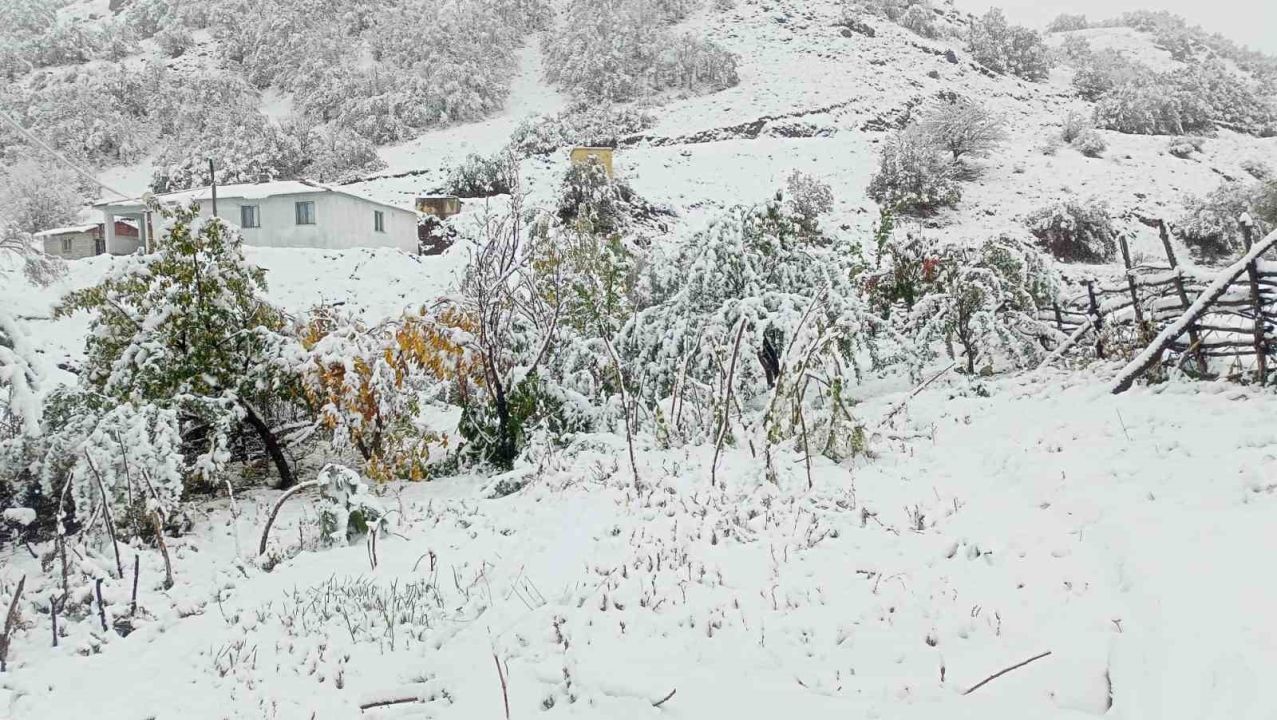 Erzincan'da hasadı yapılmayan ceviz kar altında kaldı