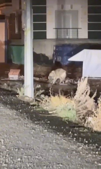 Kars’ın en şaşırtan misafiri: Kurt merkezde gezintiye çıktı