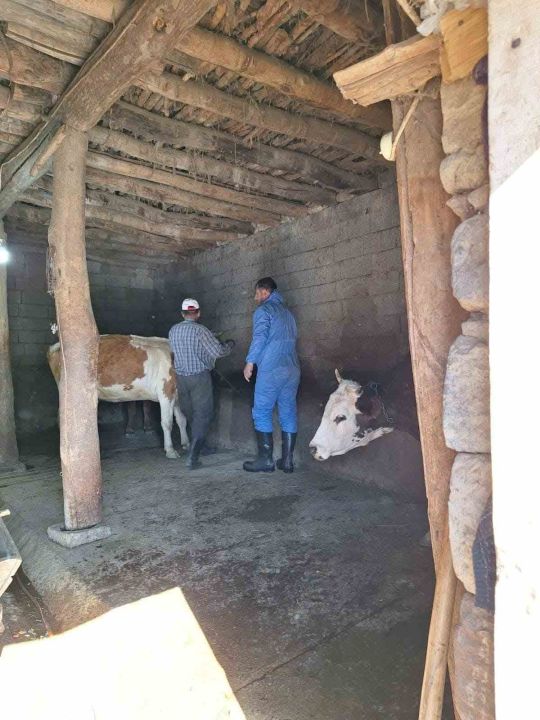 Güroymak’ta şap aşısı çalışmaları aralıksız sürüyor