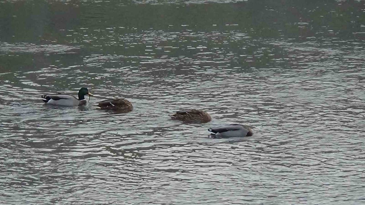 Kars Çayı, yeşilbaş ördeklere ev sahipliği yapıyor