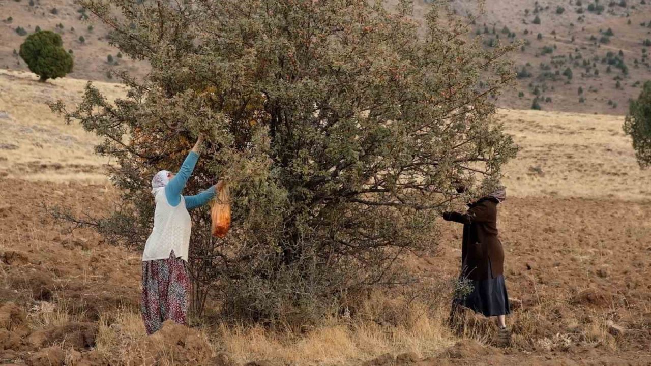 Tatvan’da alıç hasadı