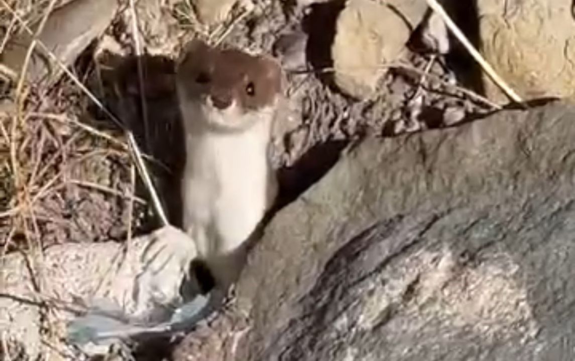 Hakkari'de Beyaz gelincik görüntülendi