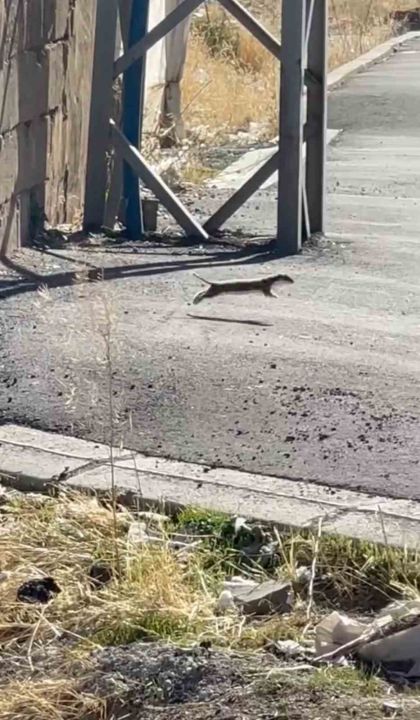 Hakkari'de Beyaz gelincik görüntülendi