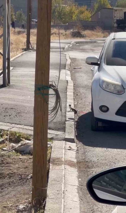 Hakkari'de Beyaz gelincik görüntülendi