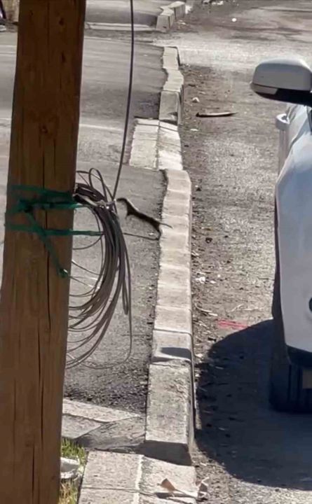 Hakkari'de Beyaz gelincik görüntülendi