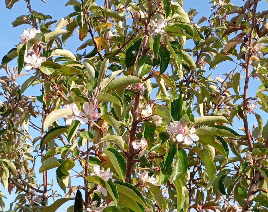 Malatya’da İlginç Doğa Olayı