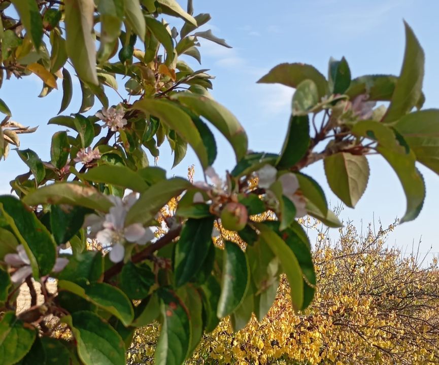 Malatya’da İlginç Doğa Olayı