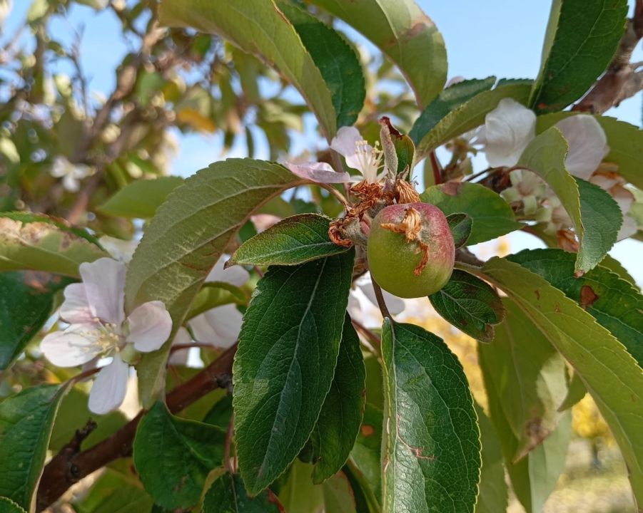 Malatya’da İlginç Doğa Olayı