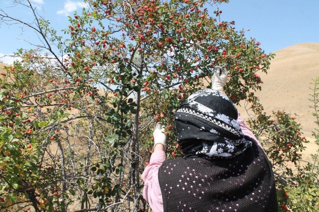 Dağların kırmızı hazinesi kuşburnu için hasat zamanı