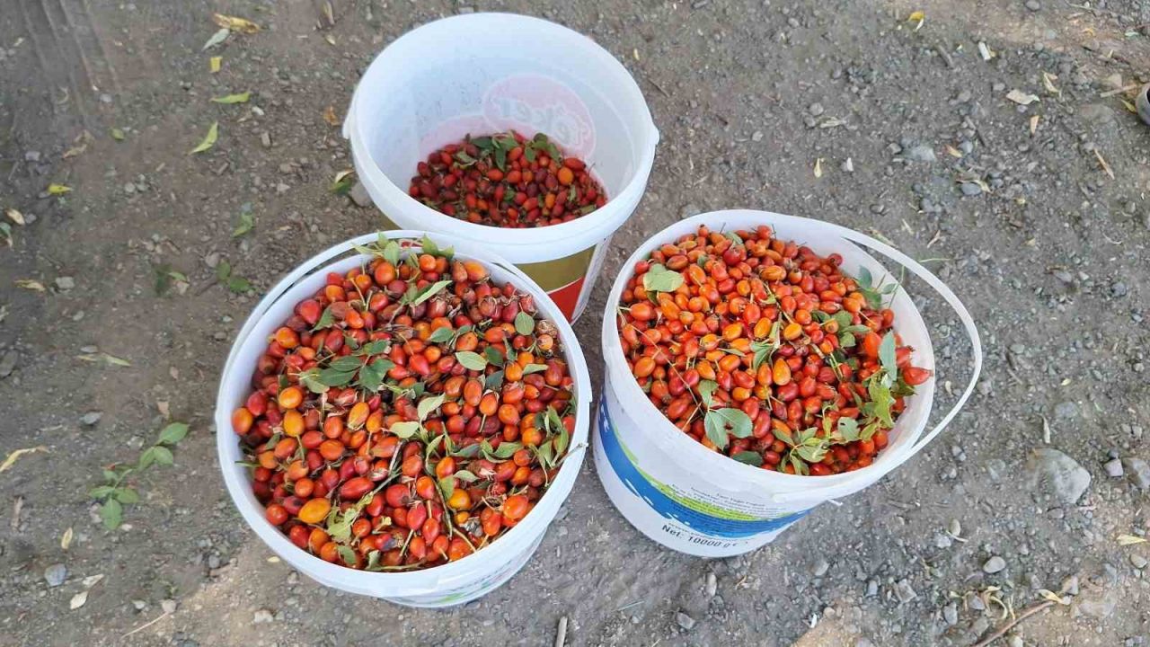 Dağların kırmızı hazinesi kuşburnu için hasat zamanı