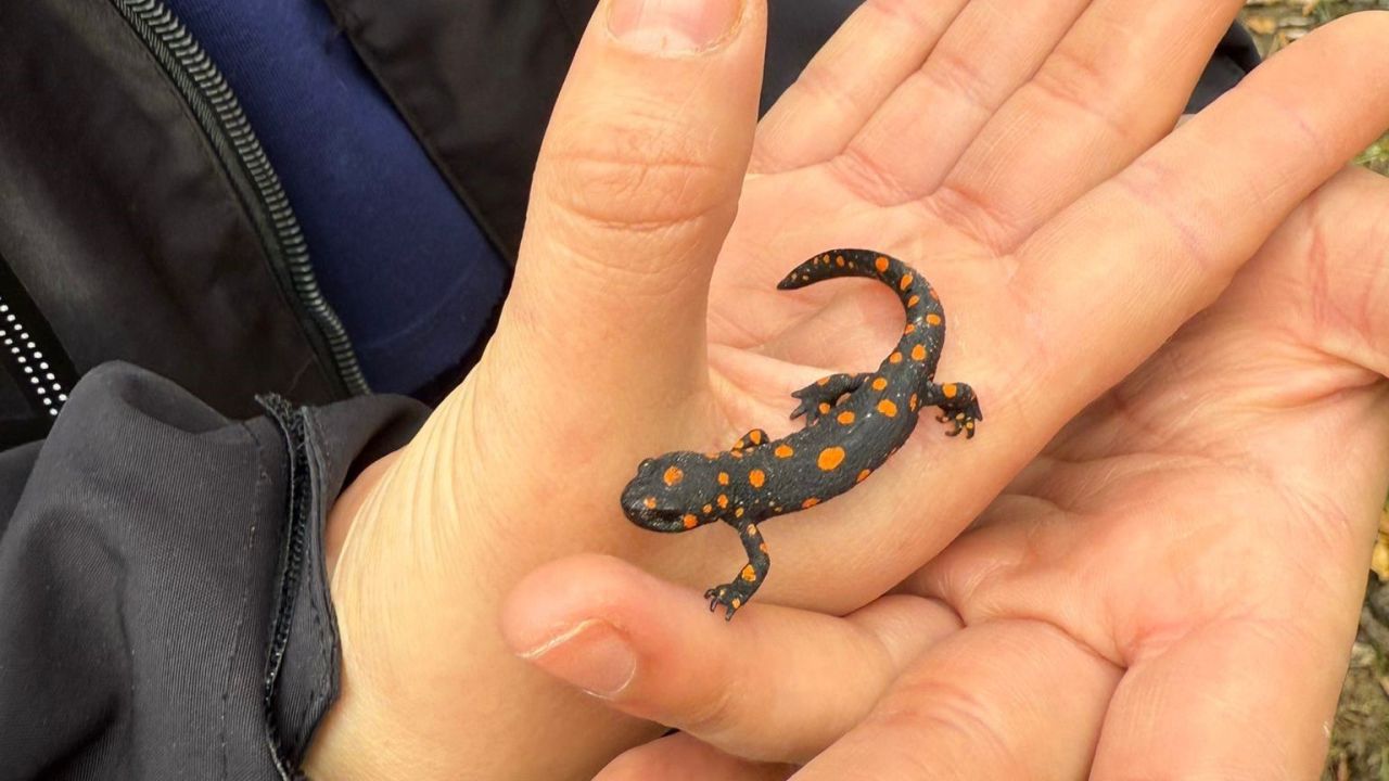 Van’da nadir rastlanan benekli semender görüldü