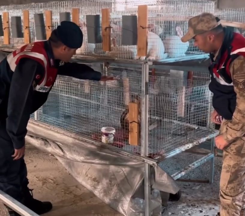 Kızıl şahin emin ellerde