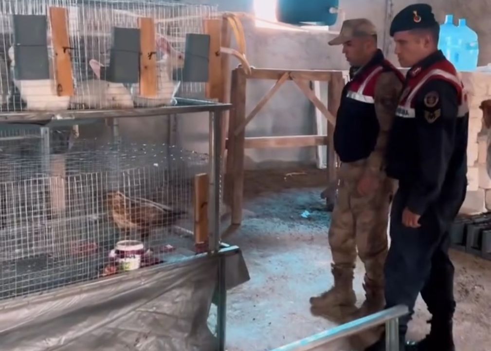 Kızıl şahin emin ellerde