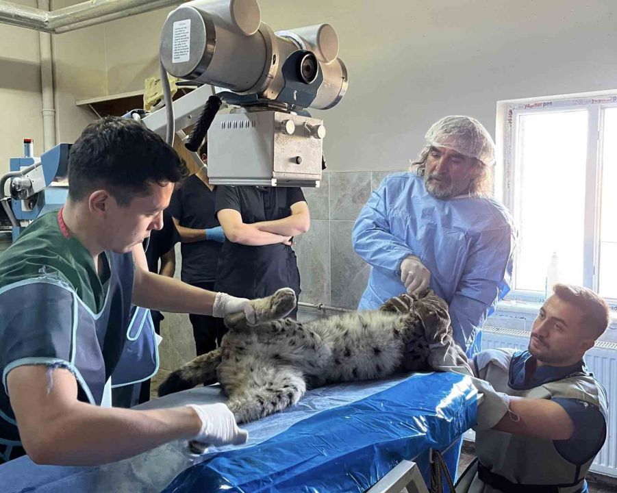 Gevaş’ta bitkin halde bulunan vaşak tedavi altına alındı