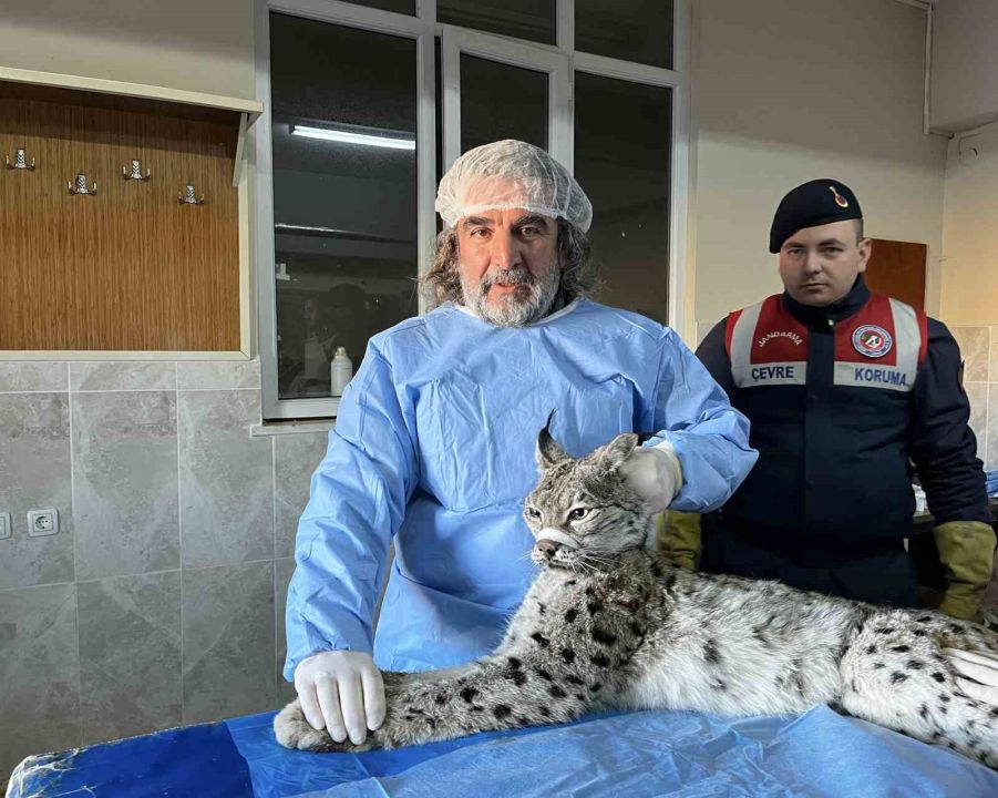 Gevaş’ta bitkin halde bulunan vaşak tedavi altına alındı