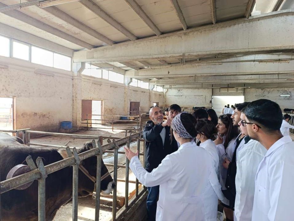 Ardahan Üniversitesi öğrencileri Van’da sertifikalı sığır yetiştiriciliği eğitimine katıldı