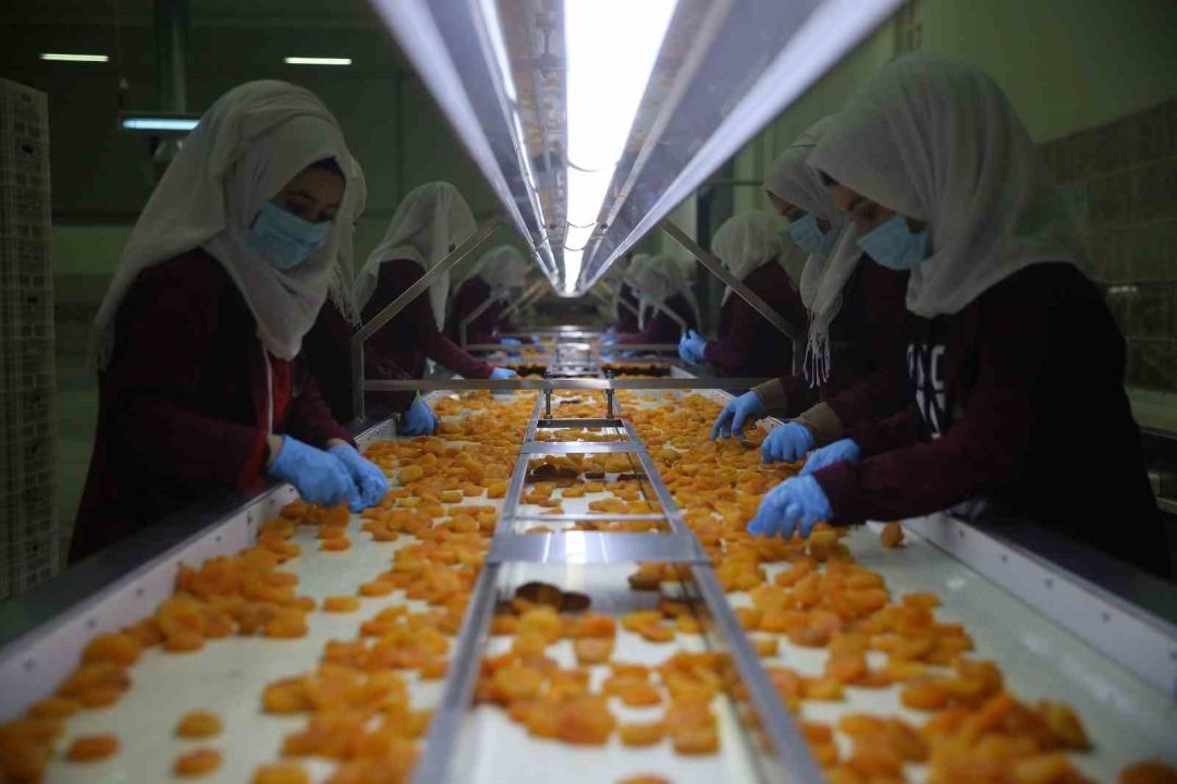 Zirai donun vurduğu coğrafi işaretli Malatya kayısısında hedef 300 milyon dolar gelir