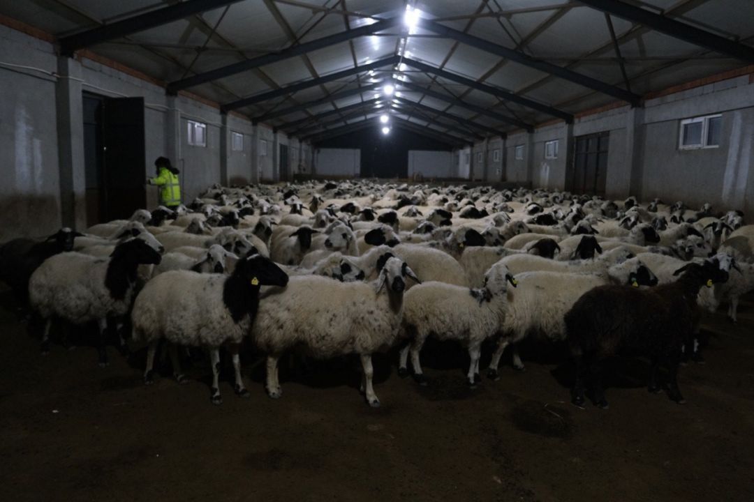 Erzincanlı üretici yüzde 50 hibe desteğiyle 8 Milyon TL’lik çiftlik kurdu