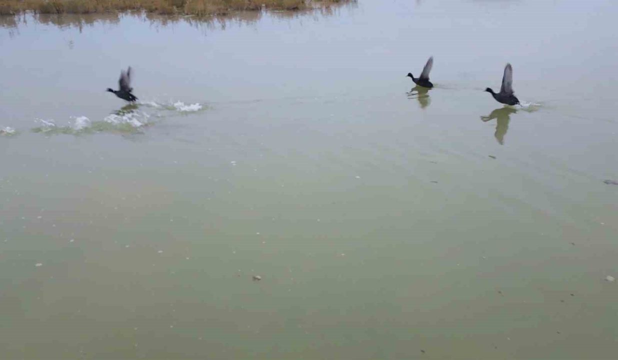 Bitlis’ten göç etmeyen kuşlar sıcak sulara sığındı