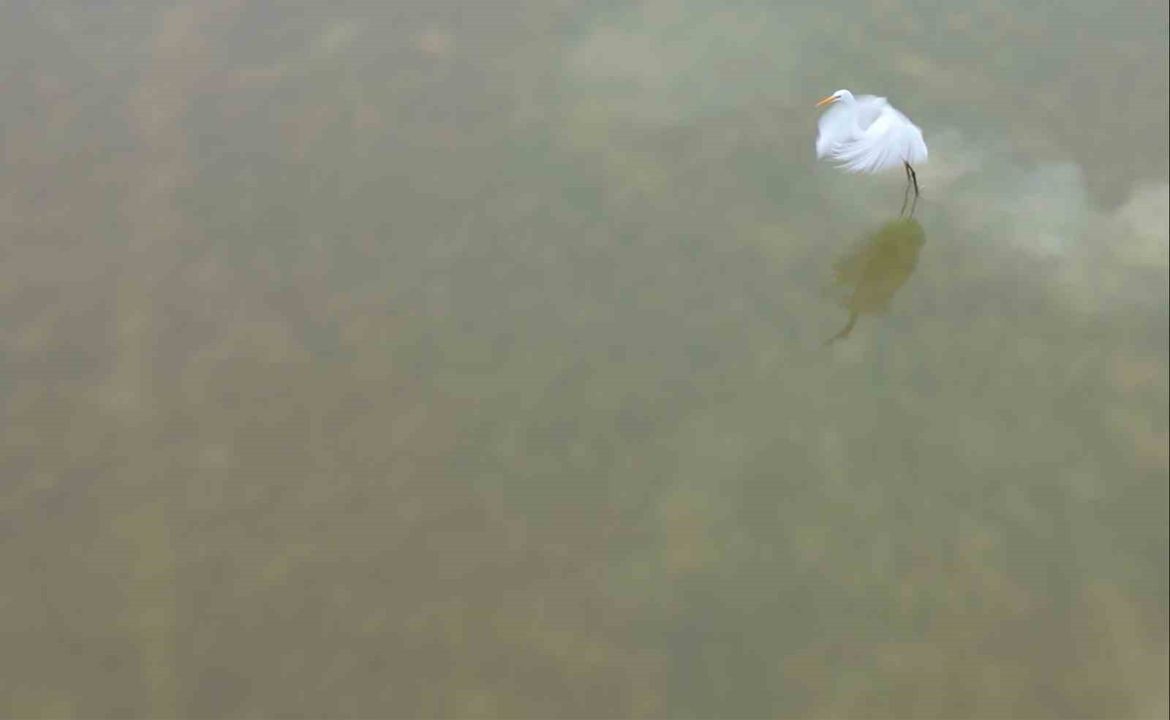 Bitlis’ten göç etmeyen kuşlar sıcak sulara sığındı