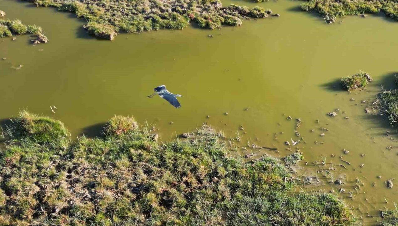 Bitlis’ten göç etmeyen kuşlar sıcak sulara sığındı