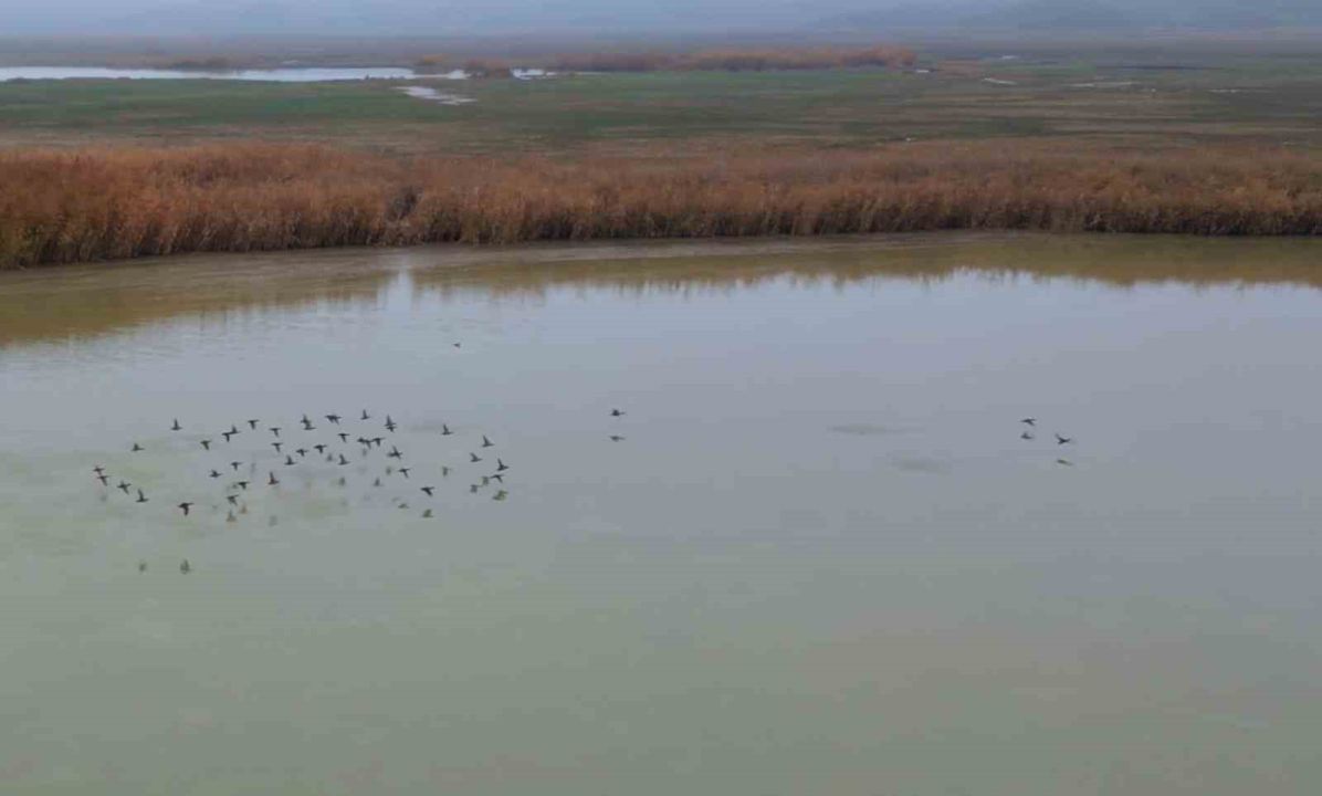 Bitlis’ten göç etmeyen kuşlar sıcak sulara sığındı