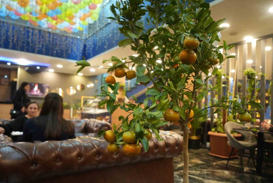 Kafe işletmecisi saksıda mandalina yetiştiriyor