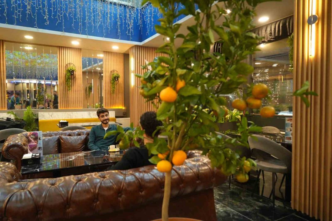 Kafe işletmecisi saksıda mandalina yetiştiriyor