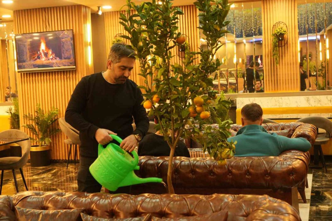 Kafe işletmecisi saksıda mandalina yetiştiriyor