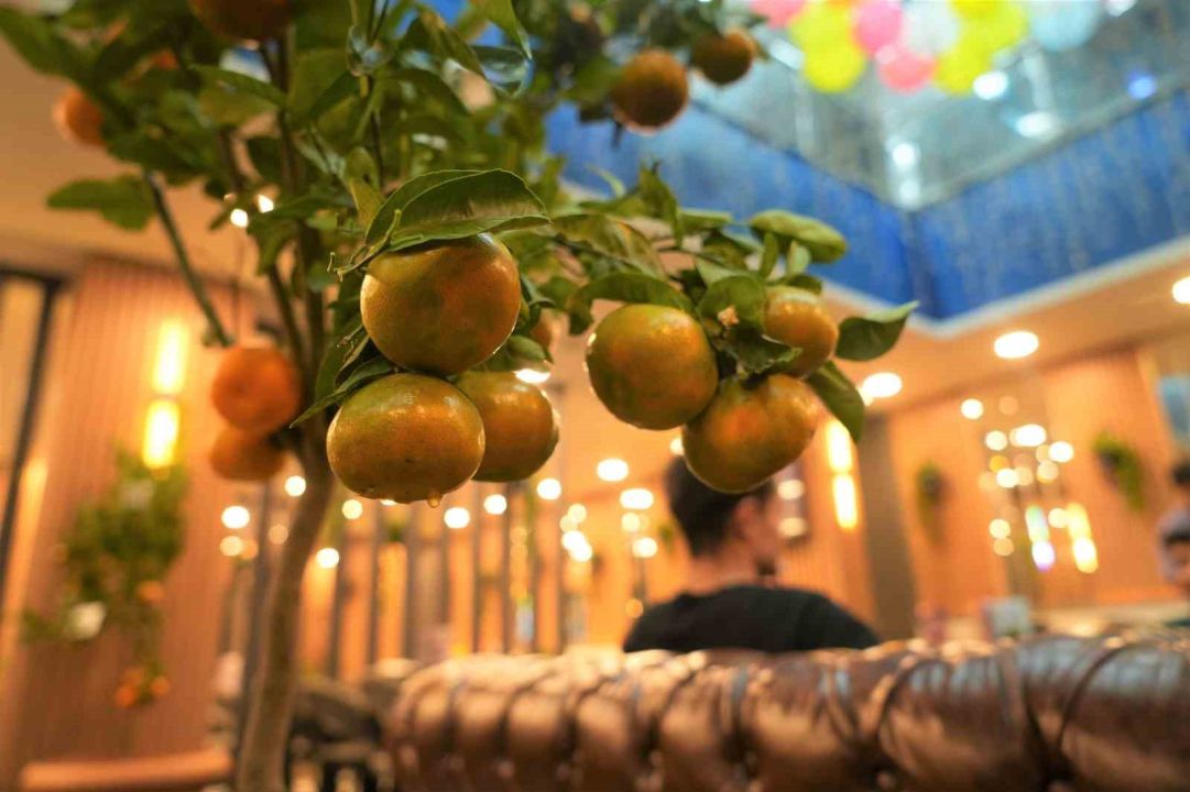 Kafe işletmecisi saksıda mandalina yetiştiriyor