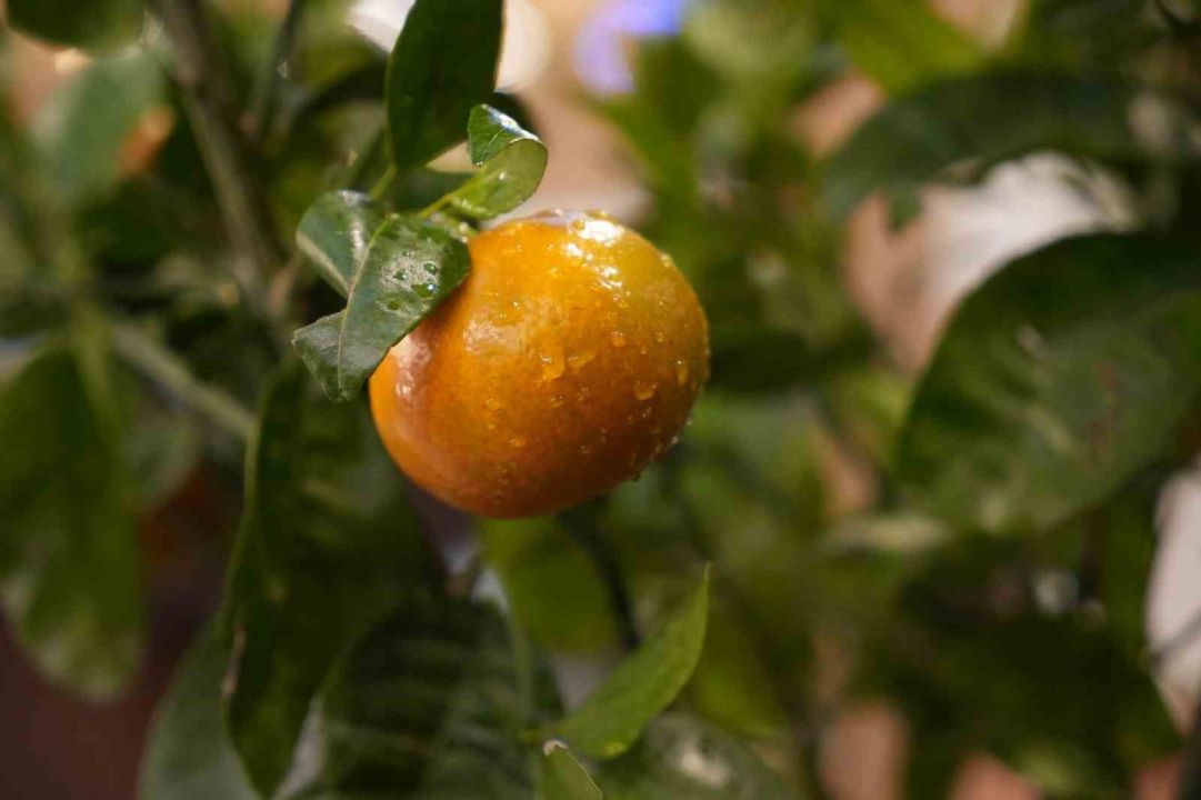 Kafe işletmecisi saksıda mandalina yetiştiriyor
