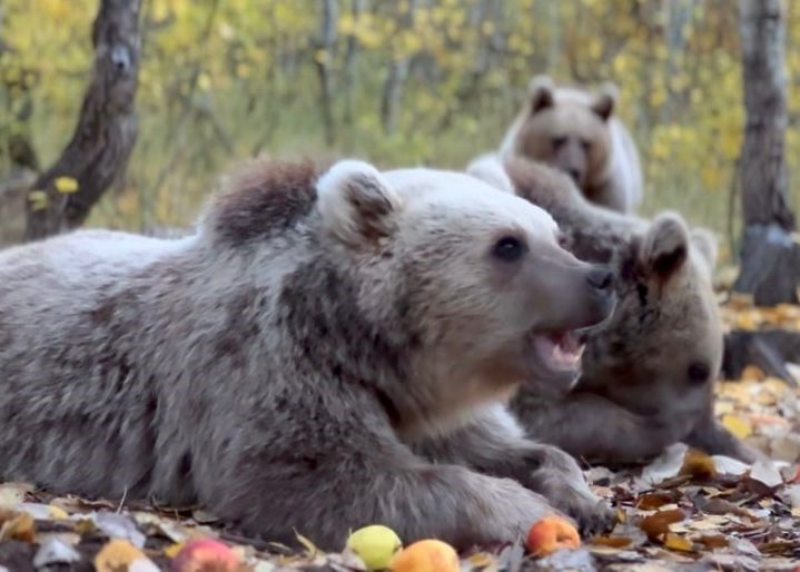 Van YYÜ Yaban Hayvanları Koruma ve Rehabilitasyon Merkezi Müdürü Prof. Dr. Lokman Aslan: "İnsan-yaban hayvanı teması biyogüvenlik açısından ciddi risk taşıyor"