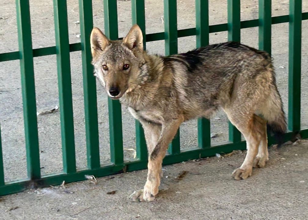 Van YYÜ Yaban Hayvanları Koruma ve Rehabilitasyon Merkezi Müdürü Prof. Dr. Lokman Aslan: "İnsan-yaban hayvanı teması biyogüvenlik açısından ciddi risk taşıyor"