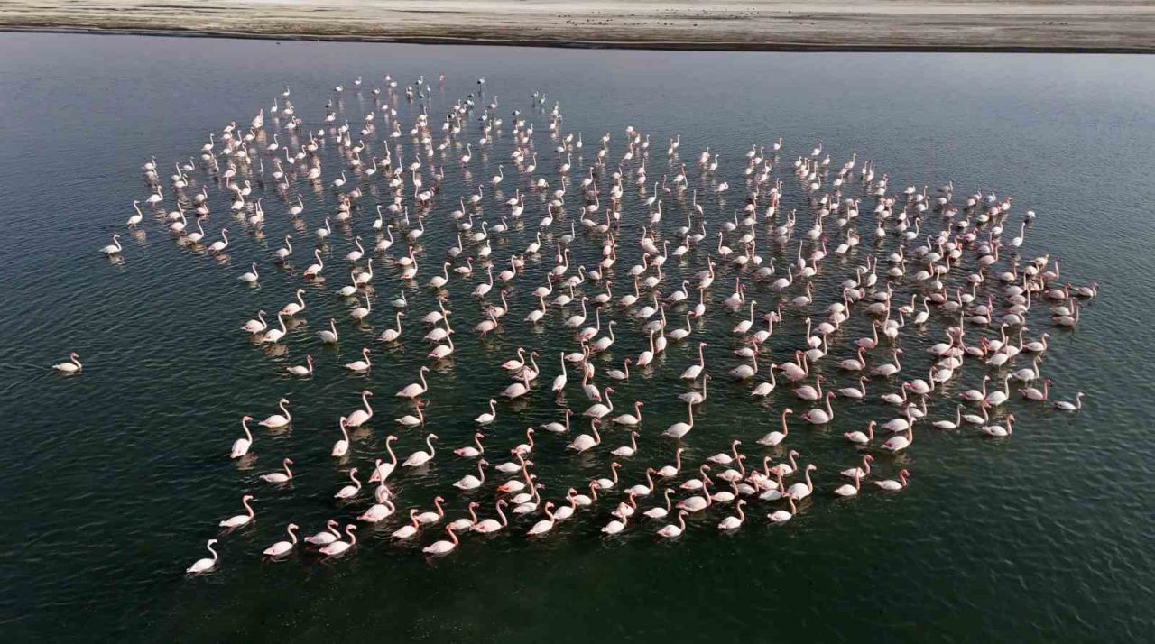 Flamingolar, Erçek Gölü’ndeki konaklama süresini uzattı