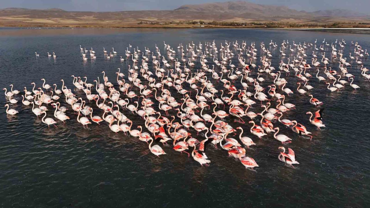 Flamingolar, Erçek Gölü’ndeki konaklama süresini uzattı
