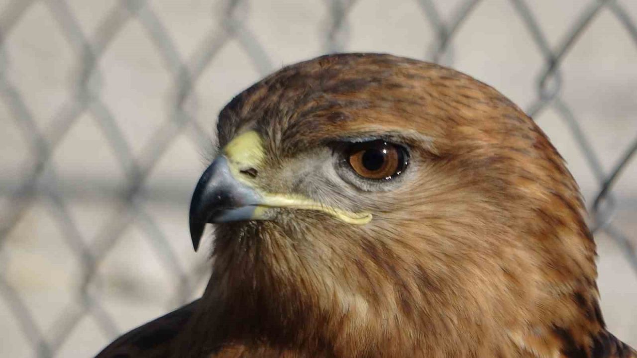 Van’da tedavi edilen yırtıcı kuşlar doğal yaşam alanına salınıyor