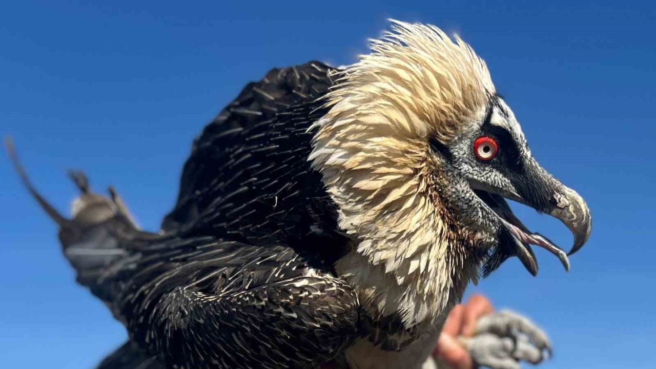 Van’da tedavi edilen yırtıcı kuşlar doğal yaşam alanına salınıyor