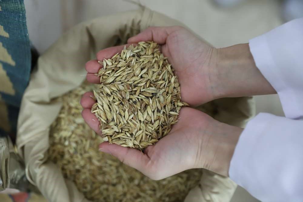 Bölgenin değeri: Ardahan Kavılcası