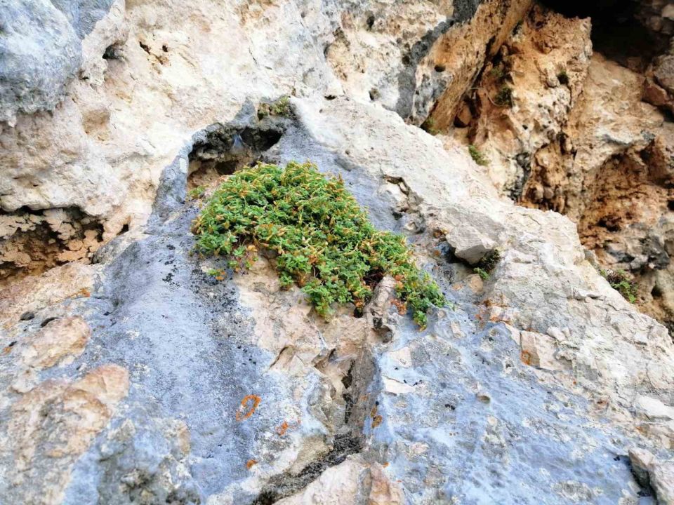Endemik Malatya kantaronu, kimyasal olarak sarı kantarondan daha zengin çıktı
